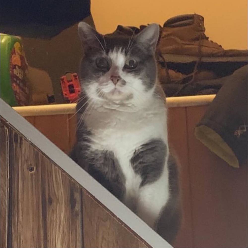 Meet your Posher, Sammi